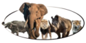 Kolosi lodge